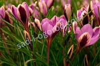 Крокус Спринг Бьюти Crocus minimus Spring Beauty