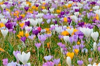 Крокус Суонбери Микс Crocus Swanbury Mix