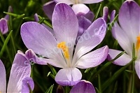 Крокус Томазини Руди Лайт Crocus tommasinianus Rudy Light