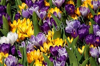 Крокус весений микс Crocus vernus mix