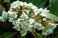 Бадан сердцелистный Bergenia hybrida Bressingham White