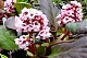 Бадан Стречи Бах Bergenia hybrida Bach