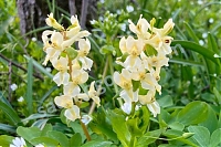 Хохлатка Маршалла Corydalis marschalliana