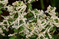 ОпубликованТовар или услугаХохлатка плотная Corydalis solida Snowy Owl