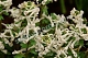 Хохлатка плотная Corydalis solida Snowy Owl