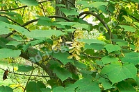 Клен зеленокорый Acer tegmentosum