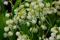 Ландыш белый Пролификанс махровый Convallaria majalis Prolificans