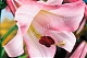 Лилия Пинк Перфекшн трубчатая Lilium trumpet Pink Perfection