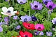 Anemone coronaria 'De Caen' mix