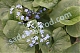 Бруннера крупнолистная видовая Brunnera macrophylla