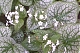 Brunnera macrophylla ‘Mister Morse’