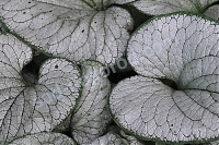 Бруннера Сильвер Хеарт Brunnera macrophylla Silver Heart