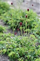 Sanguisorba officinalis Tanna