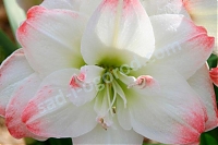 Амариллис Амадеус Канди Hippeastrum Amadeus Candy