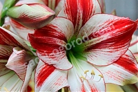 Гиппеаструм Амбиенс Hippeastrum Ambiance