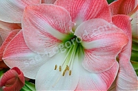 Гиппеаструм Эппл Блоссом Hippeastrum Apple Blossom