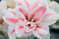 Гиппеаструм Акуаро Hippeastrum Aquaro