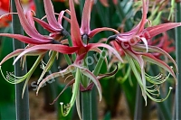 Гиппеаструм Чико Hippeastrum Chico