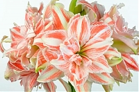 Гиппеаструм крупноцветковый Дансинг Квин Hippeastrum Dancing Queen