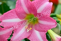 Гиппеаструм Эстелла Hippeastrum Estella