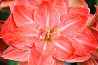 Гиппеаструм Фламинго Амадеус Hippeastrum Flamingo Amadeus