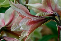 Гиппеаструм Грин Мэджик Hippeastrum Green Magic