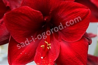 Гиппеаструм Ред Перл Hippeastrum Red Pearl