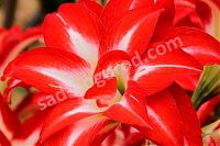 Гиппеаструм махровый Сплаш Hippeastrum Splash