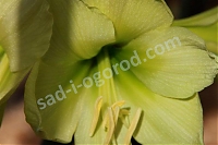 Гиппеаструм Лемон Стар Hippeastrum Lemon Star