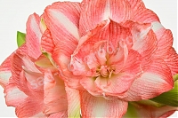 Гиппеаструм махровый Бьютифул Эмоушн Hippeastrum Beautiful Emotion