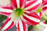 Гиппеаструм Сантьяго Hippeastrum Santiago