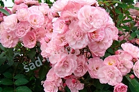 Роза Хэвенли Пинк мускусный гибрид Rose Heavenly Pink 