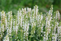 Шалфей дубравный Сенсейшн Медиум Вайт Salvia nemorosa Sensation Medium White