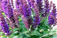 Шалфей дубравный Сенсейшн Компакт Вайлет Salvia nemorosa Sensation Compact Violet