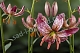 Лилия мартагон Альберта Монинг Lilium martagon Alberta Morning