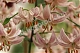 Лилия мартагон Пинк Монинг Lilium martagon Pink Morning