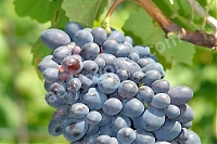 Виноград Кодрянка Vitis vinifera Kodryanka