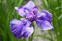 Ирис мечевидный Iris Ensata Edens Delight