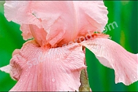 Ирис германский Блашинг Пинк Iris germanica Blushing Pink