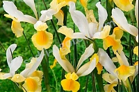 Ирис голландский (ксифиум) ) Монтесито Iris hollandica Montecito