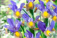 Ирис голландский (ксифиум) Iris hollandica Mystic Beauty