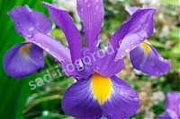 Ирис голландский (ксифиум) Сапфир Бьюти Iris hollandica Sapphire Beauty