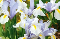 Ирис голландский (ксифиум) Сильвер Бьюти Iris hollandica Silvery Beauty