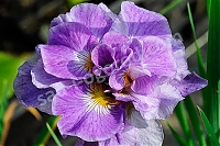 Ирис cибирский Ригамароле Iris Sibirica Rigamarole