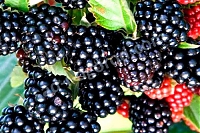 ОпубликованТовар или услугаЕжевика Честер Торнлесс Rubus fruticosus Chester Tornless