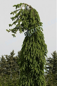 Ель обыкновенная Фробург Picea abies Frohburg