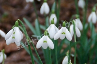 ОпубликованТовар или услугаПодснежник Сэм Арнотт Galanthus S. Arnott