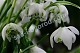 Подснежник Дионисис Galanthus 'Dionysus'