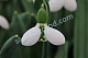 Подснежник Элвиса Белуга Galanthus elwesii 'Beluga'