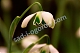 Подснежник Ипполита Galanthus 'Hippolyta'